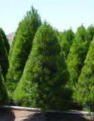Pinus Radiata - Monterey Pine